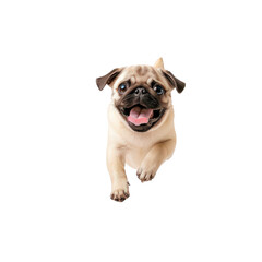 Cute pug running joyfully, white isolated background.