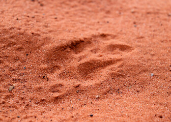 Animal print texture in the sand