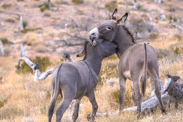 Donkeys in the wild