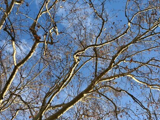 branches against the blue sky