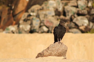 vulture on rock