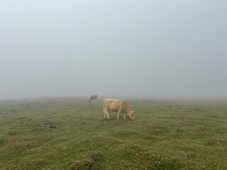 Obraz premium Cow grazing in the morning mist of the Fanal Forest in Madeira, Portugal 