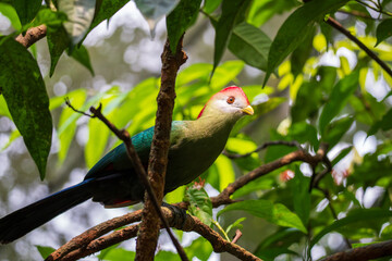 Red Crested Turaco (Tauraco Erythrolophus, Pink-crested Turaco, Pauline Touraco) beautiful bird in tree.