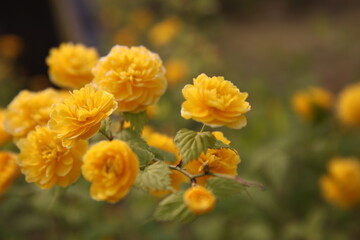 Yellow flowers in the garden
