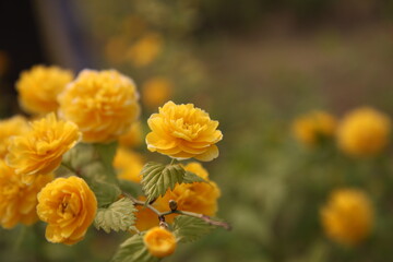 Yellow flowers in the garden