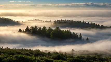 Fototapeta premium Scenic Misty Forest Landscape at Sunrise with Rolling Hills. Breathtaking view of a misty forest landscape at sunrise, with rolling hills and morning fog creating a serene and peaceful atmosphere.