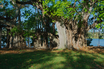 Large banyan tree early morning sunshine and shade Crescent Lake Park St. Petersburg, FL. Brown trunk and roots limbs hanging down with light and green grass. Lake in the background . Sunny day. Brown