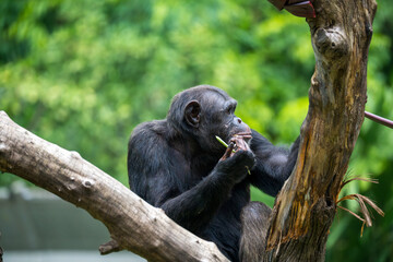 Chimpanzee (Pan Troglodytes, Chimp) -  a species of great ape - in tree.