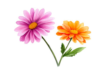 Fototapeta premium Colorful Flower Pair for Creative Projects