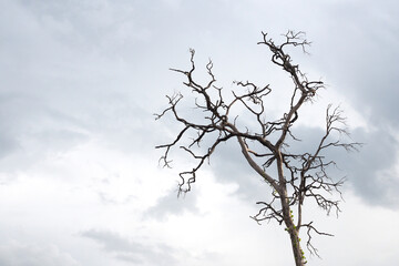 Tree die in the sky, Branches of dry wood boiler