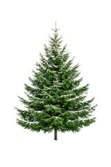 Fototapeta premium Realistic Green Christmas Tree with Snow Decoration