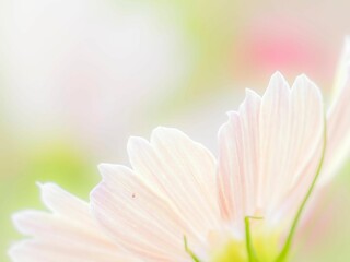 Fototapeta premium 秋の公園や花壇を彩るコスモスのある風景。背景。自然風景素材。