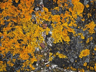lichen on the surface
