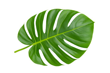 Fresh Green Monstera Leaf Isolated on White Background