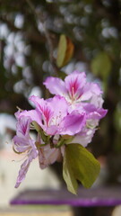 Pink delicate flowers