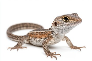 Naklejka premium Detailed Close-Up of a Colorful Lizard on White Background