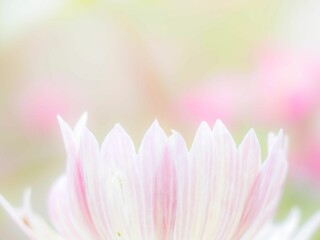 Fototapeta premium 秋の公園や花壇を彩るコスモスのある風景。背景。自然風景素材。