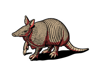 Vintage Armadillo Vector Illustration