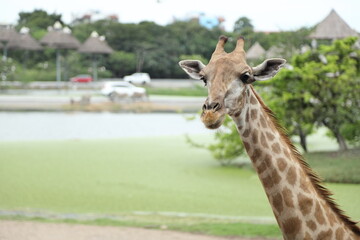 The Tall Giraffe