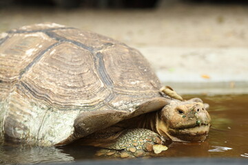 Obraz premium The Sulcata tortoise