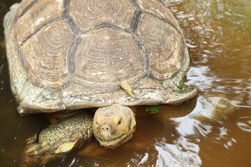 The Sulcata tortoise