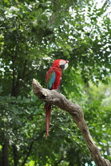 The Macaw Bird