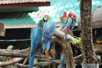 The Macaw Bird