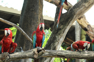 The Macaw Bird