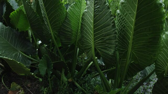 Aerial view of Alocasia Macrorrhizos or Giant Taro or giant alocasia is a flowering plant in the arum family (Araceae) originating from the rainforests of Kalimantan to Queensland.