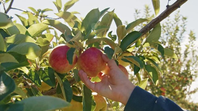 A Joyful Scene Unfolds As A Little Girl In An Orchard Carefully Picks Organic Yellow Apples, Embracing The Joy Of Harvest In The Family Orchard. Close-up of a child's hand picking an apple