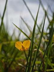 yellow flower in the grass