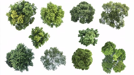 2410_099.overhead shots of varied tree species, lush green treetops, detailed foliage textures, circular canopy shapes, botanical diversity showcase, crisp white isolation background