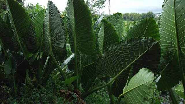 Aerial view of Alocasia Macrorrhizos or Giant Taro or giant alocasia is a flowering plant in the arum family (Araceae) originating from the rainforests of Kalimantan to Queensland.