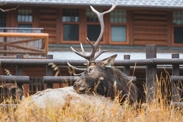 Wild Elk in Banff National Park is a walking street in the town.