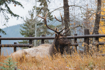 Wild Elk in Banff National Park is a walking street in the town.