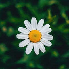 Obraz premium Close-Up of Soft Daisy Flower in Natural Light