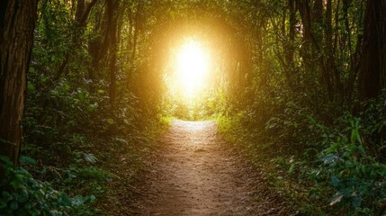 Obraz premium Pathway through forest opening to bright light, [success journey], [metaphor for overcoming challenges towards achievement] 
