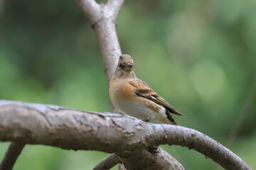 A brambling that has successfully arrived at the wintering area after long migration