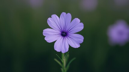 Fototapeta premium Delicate Purple Flower with Soft Focus Background