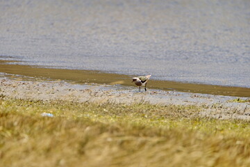 Andean lapwing (Vanellus resplendens) at the edge of a shallow pond in Cotopaxi National Park, Ecuador