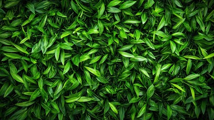 Fototapeta premium Lush Green Leaf Texture Background