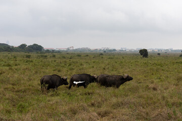 Water Buffalo in Nairobi 