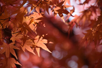 The backlit photo of autumn maple leaves / 逆光で仰ぎ見る透かし紅葉