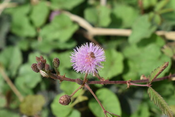 Close Up of Mimosa Pudica flower during the daytime