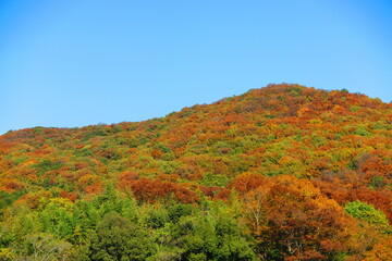 カラフルに色づく紅葉の尾根の風景8