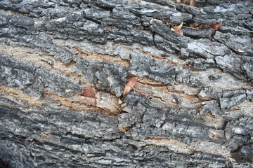 Close-up of tree texture with sharp details