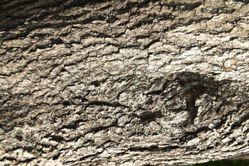 Close-up of tree texture with sharp details
