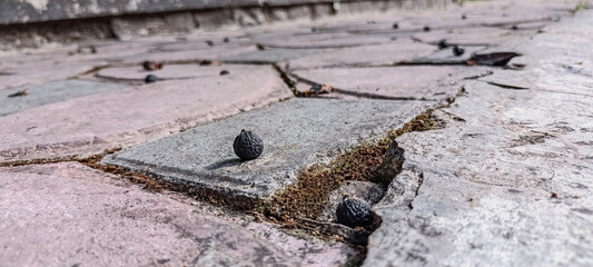 banyan seeds that fell on the floor