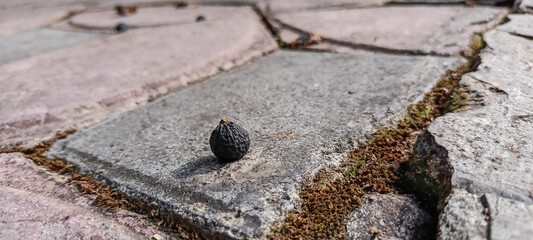 banyan seeds that fell on the floor