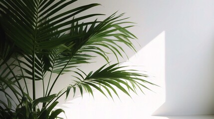 Obraz premium Green Palm Leaves Casting Shadows on White Wall
